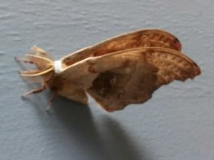 osun butterfly